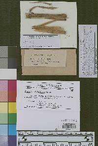 Burrillia globulifera image