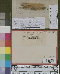 Burrillia globulifera image