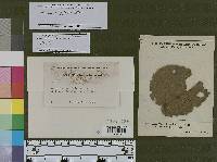 Leptoxyphium axillatum image