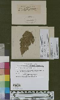Cercospora osmorrhizae image