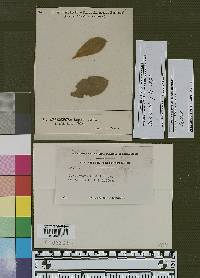 Pseudocercospora lupini image