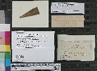 Cercospora tabacina image