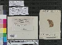 Cercospora sphaeriaeformia image