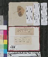 Cladosporium brevipes image