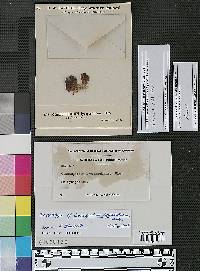 Cladosporium lycoperdinum image
