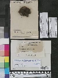 Cladosporium epimyces image