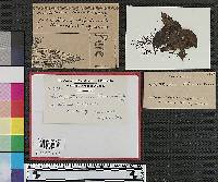 Colletotrichum rhexiae image