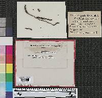 Ophiocordyceps ravenelii image