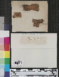 Corticium ceraceum image