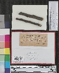 Cytospora prunorum image