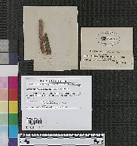 Dialonectria depallens image