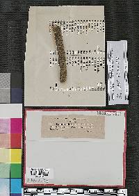 Massarina albocarnis image
