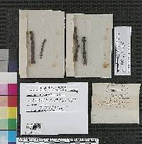 Diaporthe comptoniae image