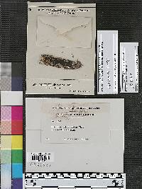 Diatrype discostoma image