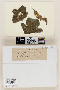 Image Associated With the Occurrence