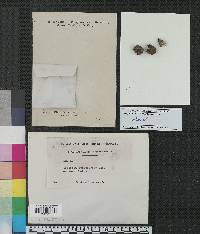 Diplodia rosaecarpa image
