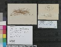Dothidea muehlenbergiae image