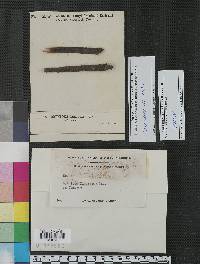 Dothidea tamaricis image