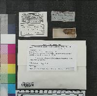 Hemitrichia intorta image