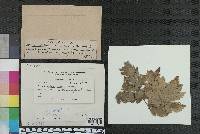 Image Associated With the Occurrence