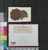 Image Associated With the Occurrence