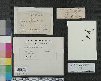 Gelatinopsis geoglossi image