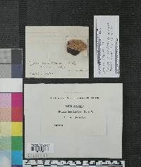 Hydnum laeticolor image