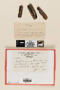 Melanomma commonsii image