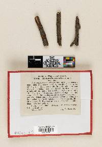 Image Associated With the Occurrence