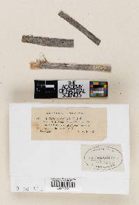 Image Associated With the Occurrence