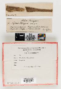 Niptera polygoni image