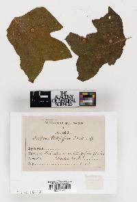 Oospora tulipiferae image