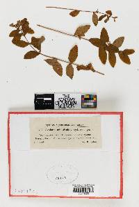 Ovularia minutissima image