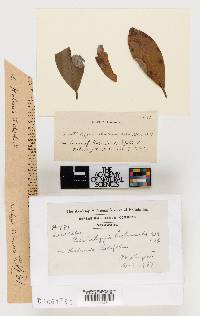 Pestalotia kalmicola image