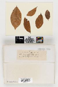 Venturiocistella gaylussaciae image