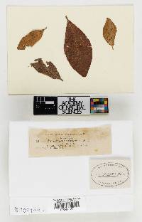 Venturiocistella gaylussaciae image