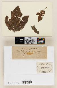 Image Associated With the Occurrence