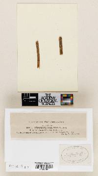 Pleospora compressa image