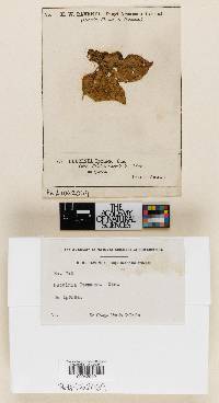 Puccinia ipomoeae image