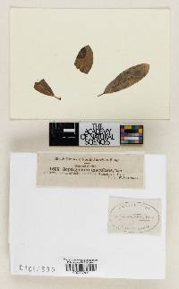 Septogloeum maculans image