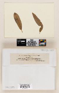 Septogloeum maculans image