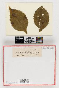 Septoria dolichospora image