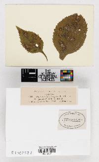 Septoria dolichospora image