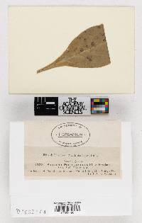 Septoria penstemonis image