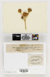 Sorosporium californicum image