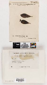 Sphaerella prini image