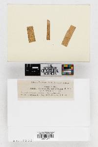 Sphaerella sabaligena image