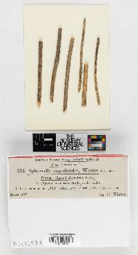 Mycosphaerella sagedioides image