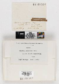 Gigantospora gigaspora image