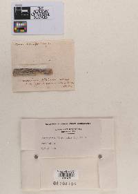 Cenangium fibrisedum image